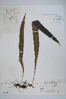 大星蕨藏品圖，第1張