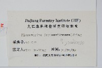 大星蕨藏品圖，第2張