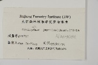 日本鳳丫蕨藏品圖，第2張