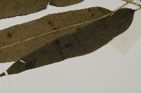 日本鳳丫蕨藏品圖，第5張