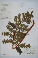 觀光鱗毛蕨藏品圖，第1張