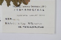 觀光鱗毛蕨藏品圖，第2張