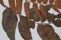 貫眾蕨藏品圖，第3張