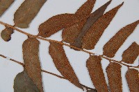 貫眾蕨藏品圖，第4張