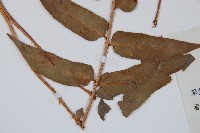 貫眾蕨藏品圖，第5張