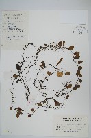 抱石蓮藏品圖，第1張