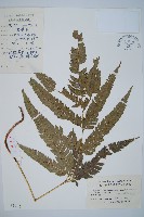 細葉複葉耳蕨藏品圖，第1張