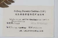 細葉複葉耳蕨藏品圖，第2張