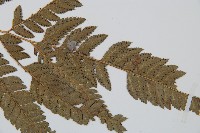 細葉複葉耳蕨藏品圖，第3張