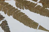 細葉複葉耳蕨藏品圖，第4張