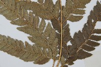 細葉複葉耳蕨藏品圖，第5張