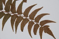 貫眾蕨藏品圖，第3張