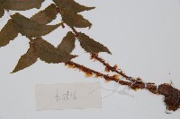 貫眾蕨藏品圖，第5張