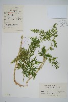 全緣卷柏藏品圖，第1張