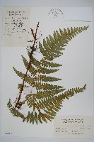 紫柄蕨藏品圖，第1張