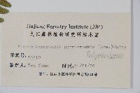 紫柄蕨藏品圖，第2張