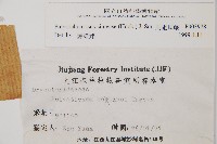 馬祖耳蕨藏品圖，第1張