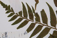 萊氏鐵角蕨藏品圖，第1張