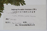 平羽鳳尾蕨藏品圖，第1張