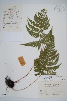 假異鱗毛蕨藏品圖，第1張