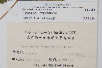 假異鱗毛蕨藏品圖，第2張