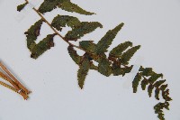 邊緣鱗蓋蕨藏品圖，第3張