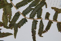 邊緣鱗蓋蕨藏品圖，第4張