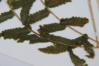 邊緣鱗蓋蕨藏品圖，第5張