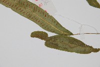 單葉雙蓋蕨藏品圖，第3張