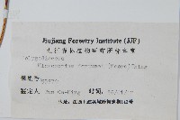 大星蕨藏品圖，第2張