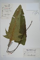 盾蕨藏品圖，第1張