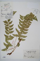 鐮羽貫眾藏品圖，第1張