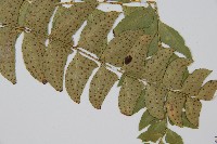 鐮羽貫眾藏品圖，第3張