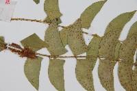 鐮羽貫眾藏品圖，第4張