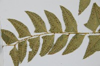 鐮羽貫眾藏品圖，第5張