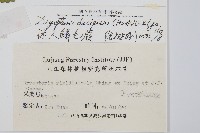 迷人鱗毛蕨、異蓋鱗毛蕨藏品圖，第2張