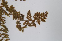 冷蕨藏品圖，第5張