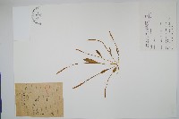 登錄號:P003993藏品圖，第1張