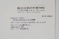 松葉蕨藏品圖，第2張