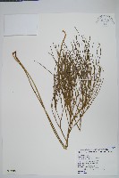 松葉蕨藏品圖，第1張