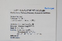 松葉蕨藏品圖，第2張