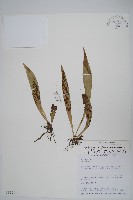 臺灣車前蕨藏品圖，第1張