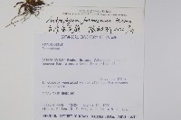 臺灣車前蕨藏品圖，第2張