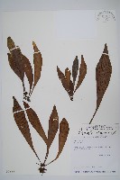 臺灣車前蕨藏品圖，第1張