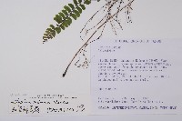 紅苞蹄蓋蕨藏品圖，第2張