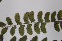 紅苞蹄蓋蕨藏品圖，第5張