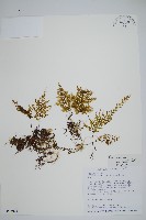 細葉蕗蕨藏品圖，第1張