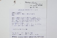 細葉蕗蕨藏品圖，第2張