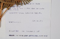 蕨藏品圖，第5張