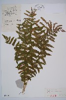 麥稈蹄蓋蕨藏品圖，第1張